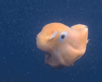 E849D34D-EE05-435D-BF97-1A3101D2F1A8.gif