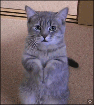 e9b3276560f182061d8358b32310f02b.gif