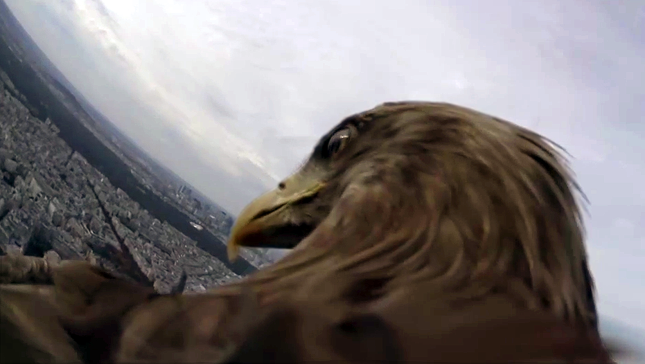 eagle%20paris%202.png