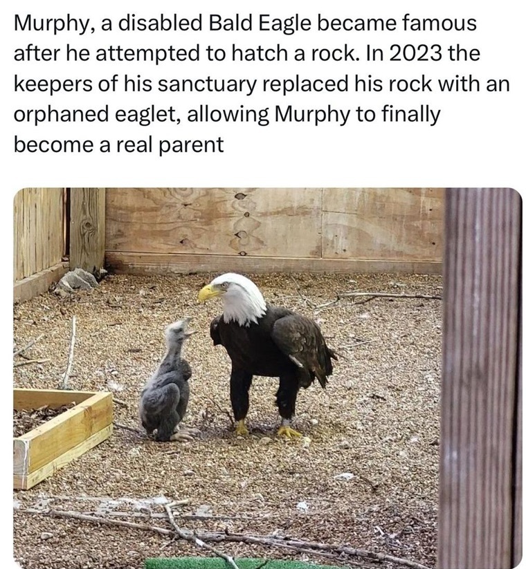 eagle amazing.jpg