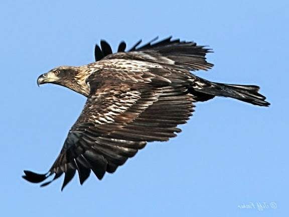 eagle in flight.jpg
