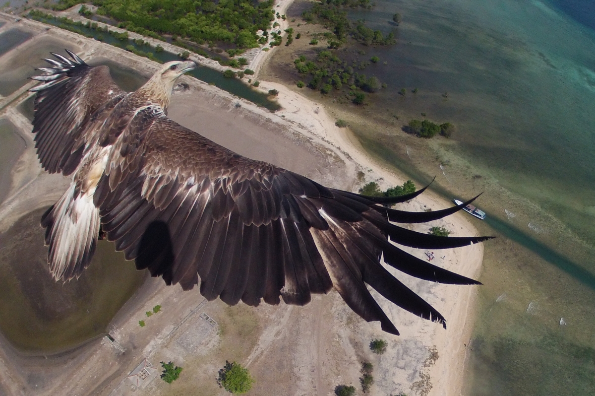 eagle.jpg