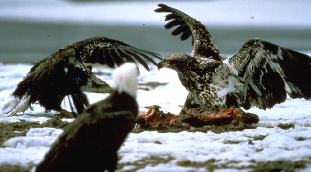eagle19.jpg