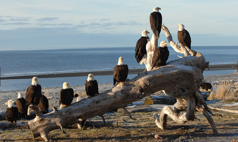 eagles.PNG