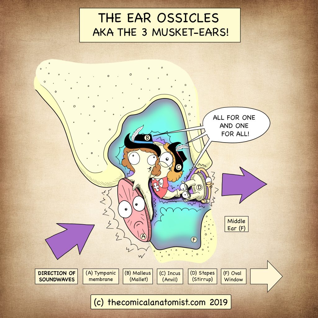 ear-ossicles-1024x1024.jpg