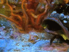 eb-0429-01100.gif