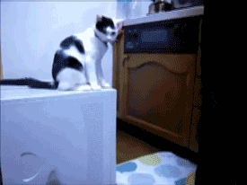 EC5E0254-5560-47D8-BE9B-31CB8E2B34A1.gif