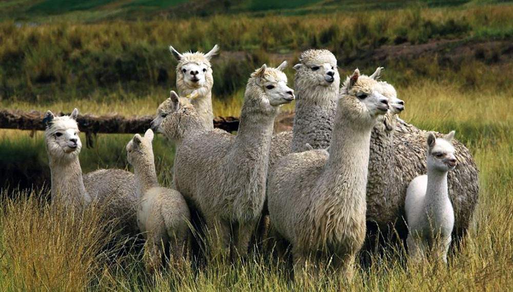 Ecuadorian Mt Llamas.jpg