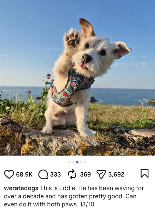 Eddie dog.jpg