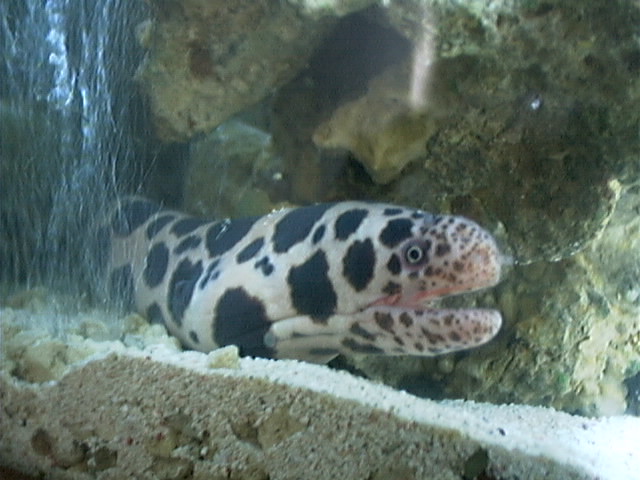 eel.jpg
