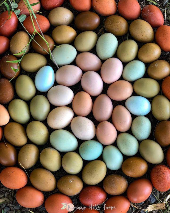 eggs4.jpg