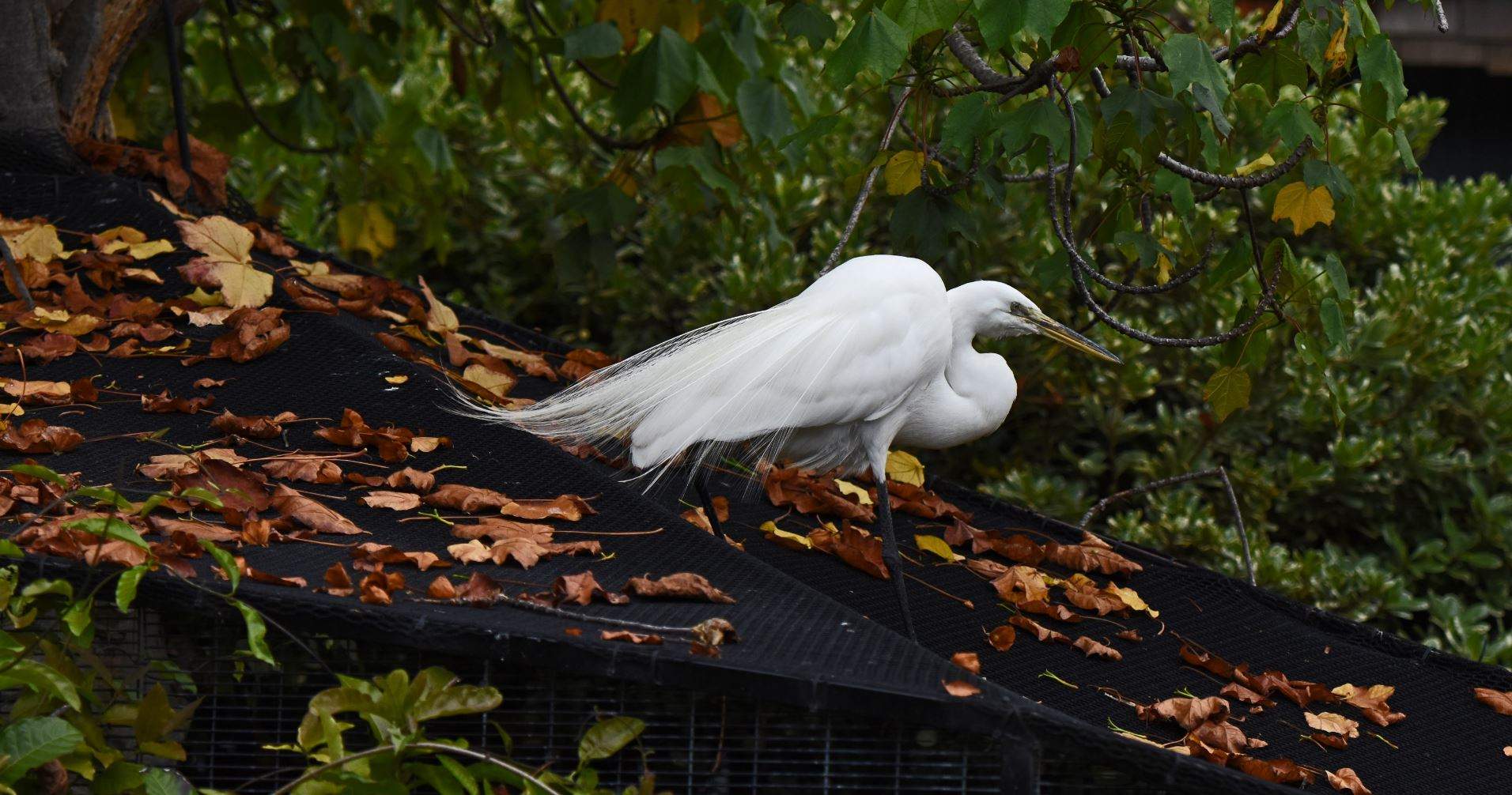 Egret SS capture.JPG