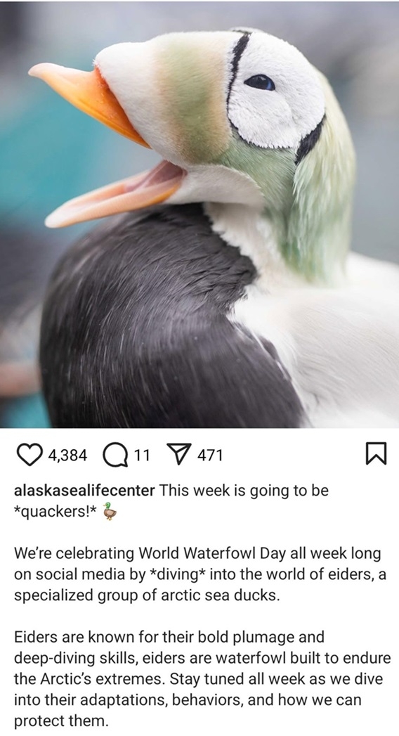 eider amazing.jpg