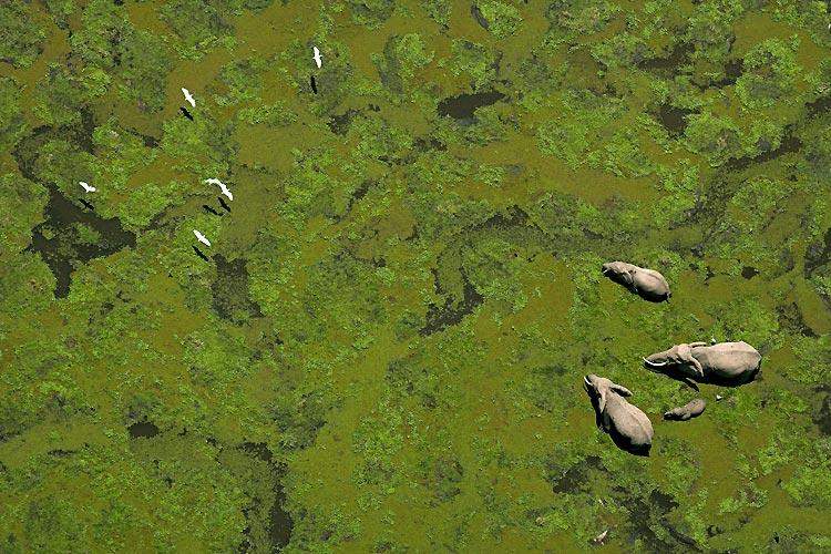 elephant aerial.jpg