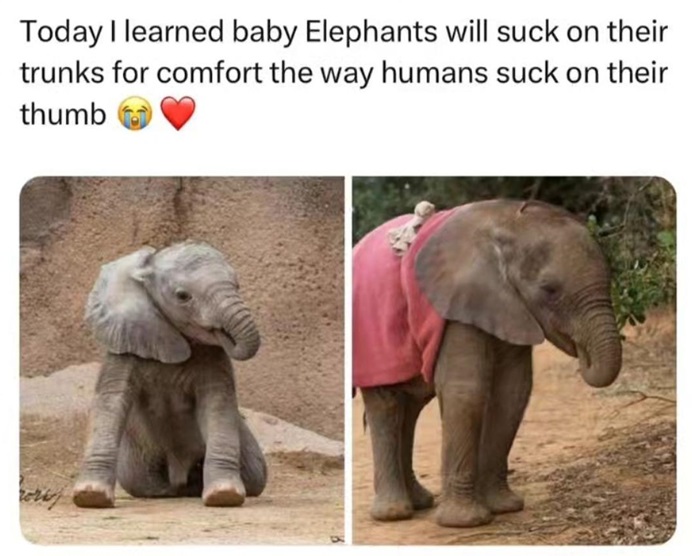 elephant amazing.jpg