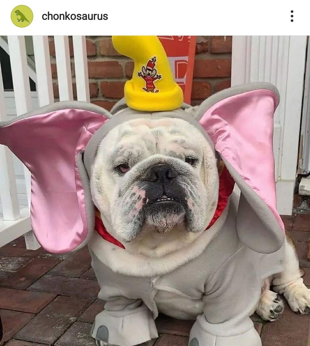 elephant dog.jpg