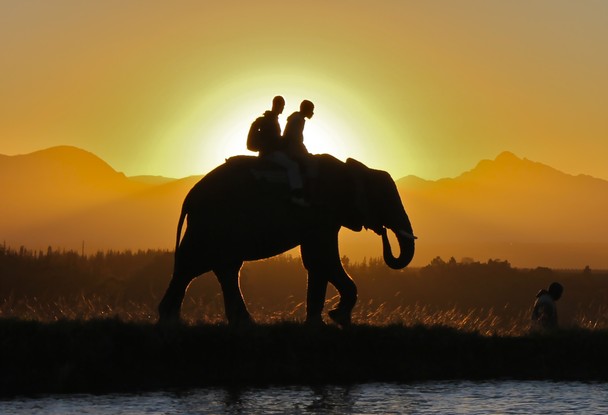 Elephant.jpg