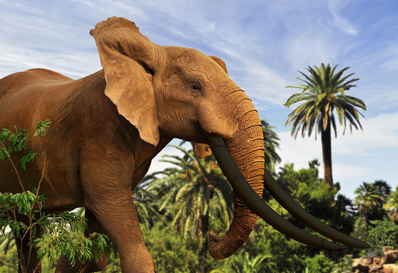 Elephant_Tusks_123rf_8649232_xxl.jpg