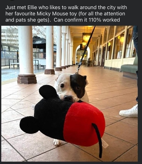 ellie dog.jpg