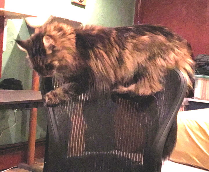 elvis-chair-01.jpg