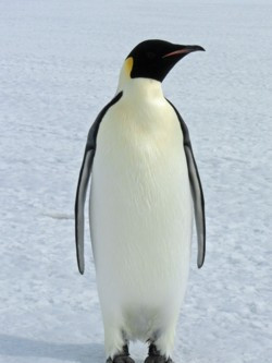 emperor_small.jpg