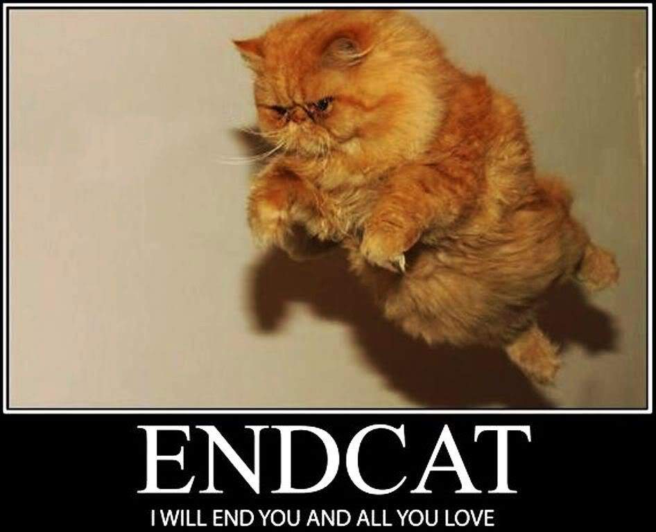 Endcat.jpg