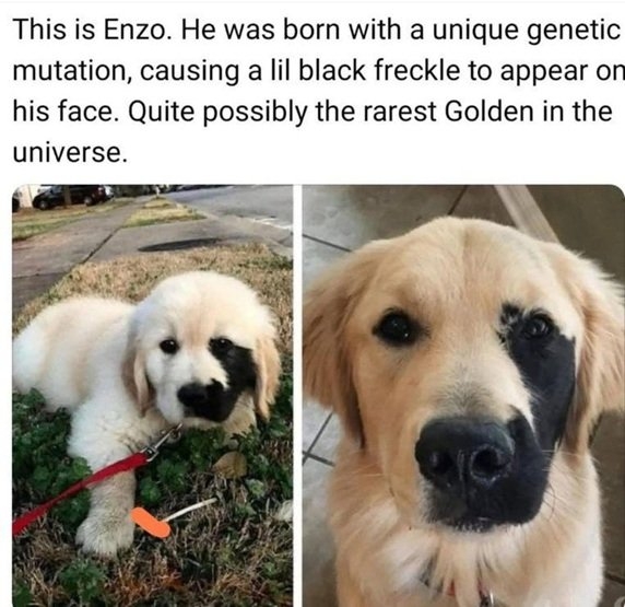 enzo dog.jpg