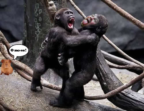 eric618monkey.jpg