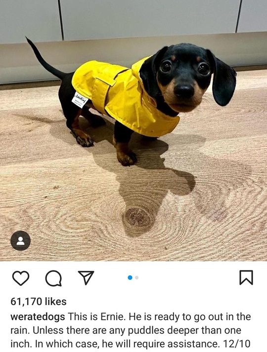 ernie dog.jpg