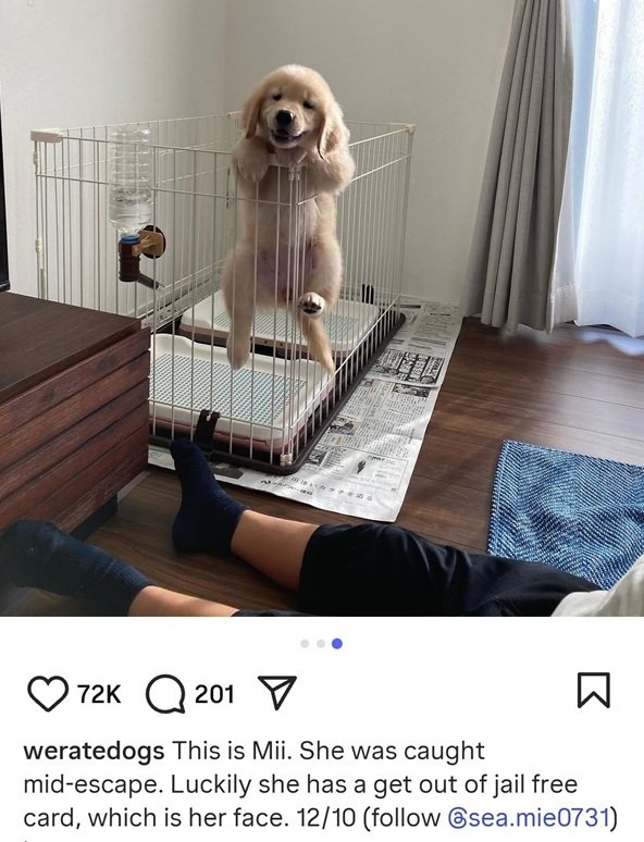 escape dog.jpg