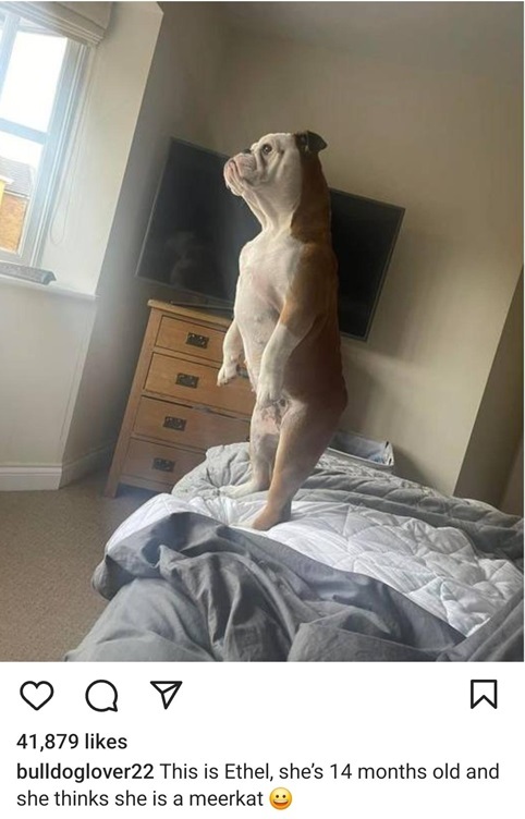 ethel dog.jpg