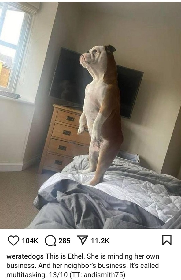 ethel dog.jpg