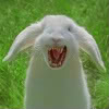 evilbunny.jpg