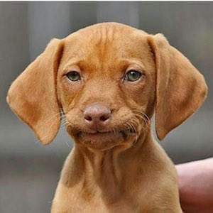 exasperated dog.jpg