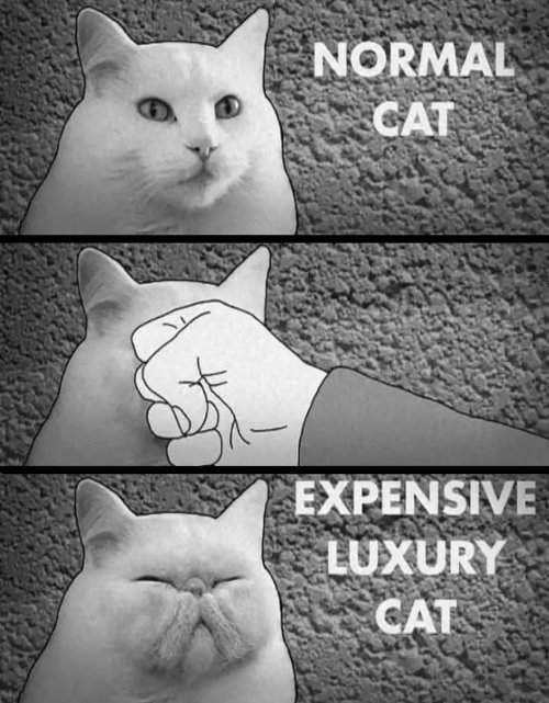expensive-luxury-cat.jpg
