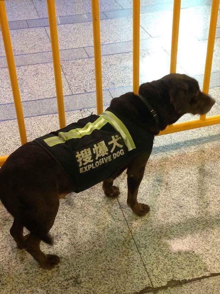 Explosive Dog.jpg