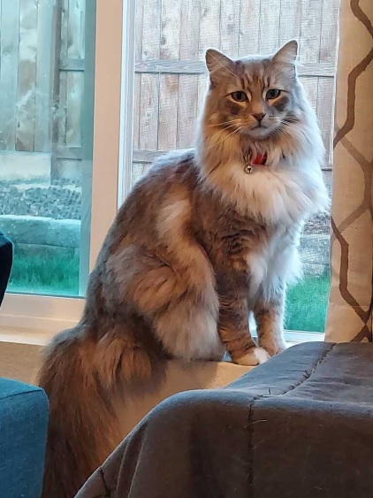 extra floofy cat.jpg