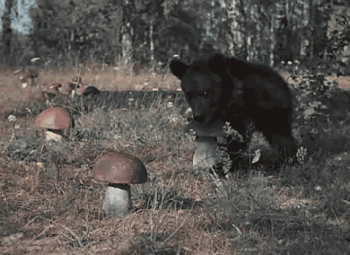 F0Y9lFu.gif