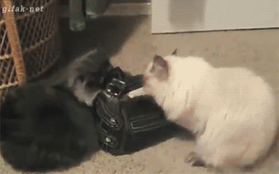F1757B78-E42F-42AE-A957-A39224BB466C.gif
