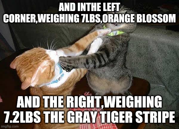 F49E767D-06A8-460F-B7EA-7731414DCEE9.jpeg