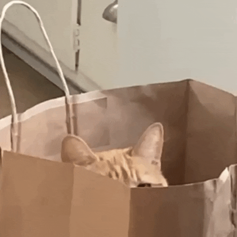 F5E8E1D4-2E40-482F-AEC5-6A6BC23EFEAB.gif