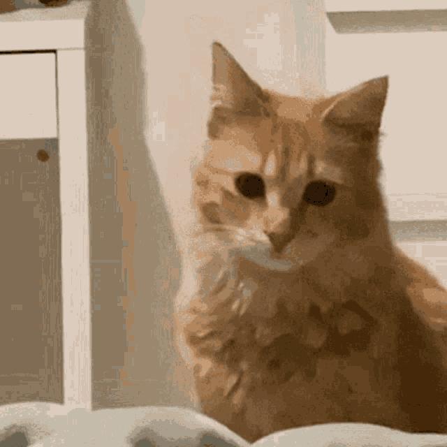 F6D44CAB-4A88-4D78-AA7C-B3594EA85A93.gif