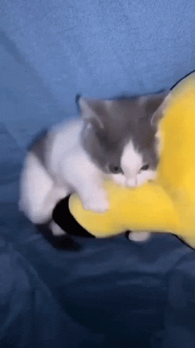 F8BAE7FA-5053-4717-AF13-F62BDFCBCA29.gif