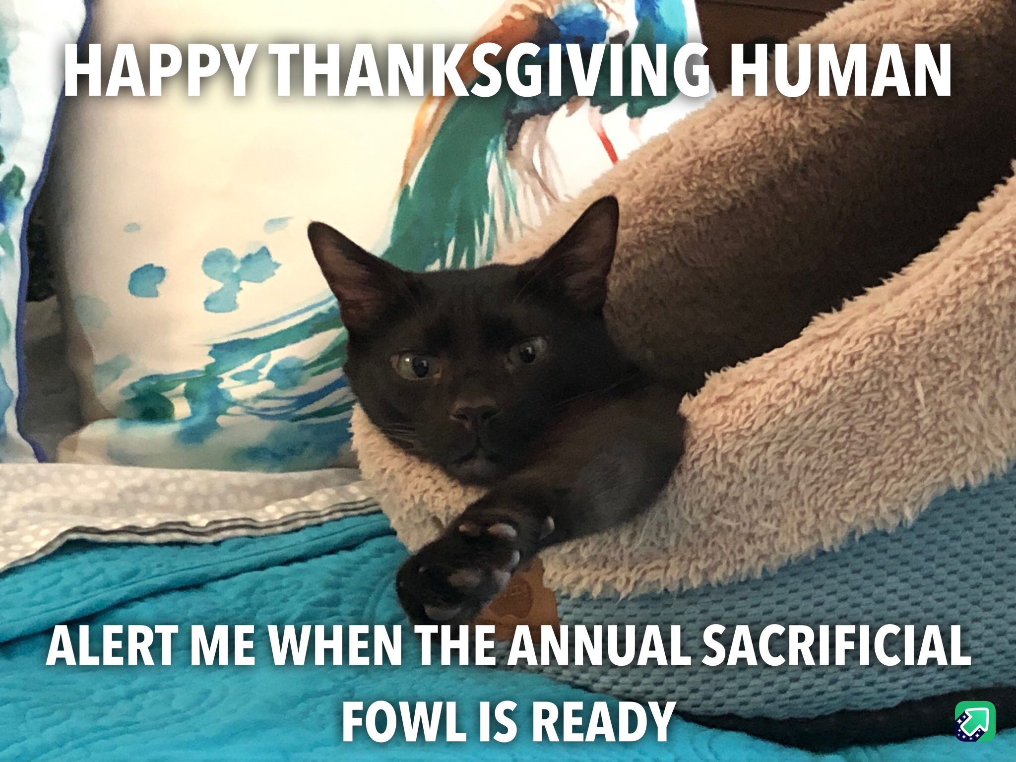F8E18170-235F-4AA2-8579-CC806C59FDCE.jpeg