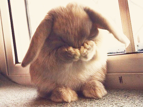 FacepalmBunny.png