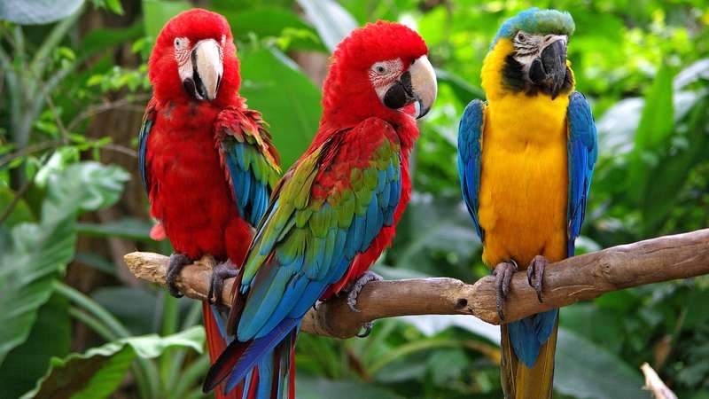 facts-parrots.jpg