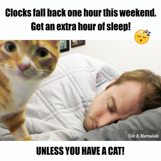 fall back cat.png