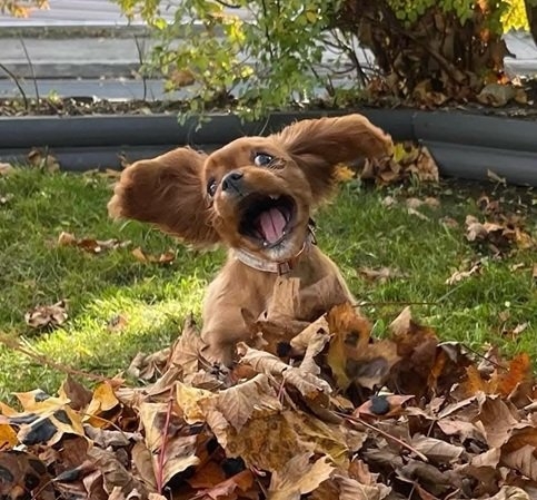 fall dog 1.jpg