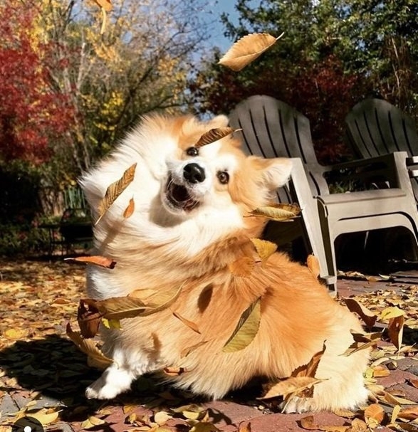 fall dog 10.jpg