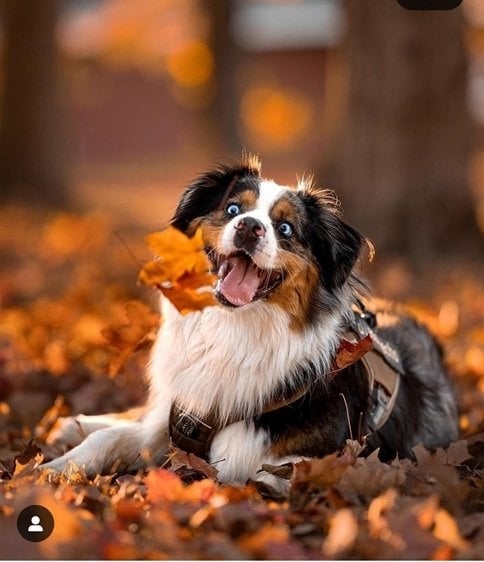 fall dog 12.jpg
